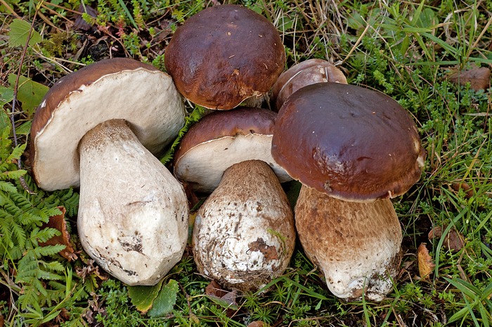 Boletus edulis 